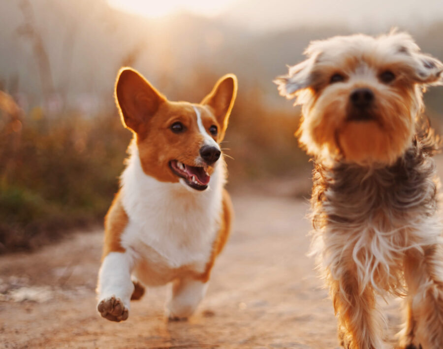 Essential Tips For the First-Time Dog Owners